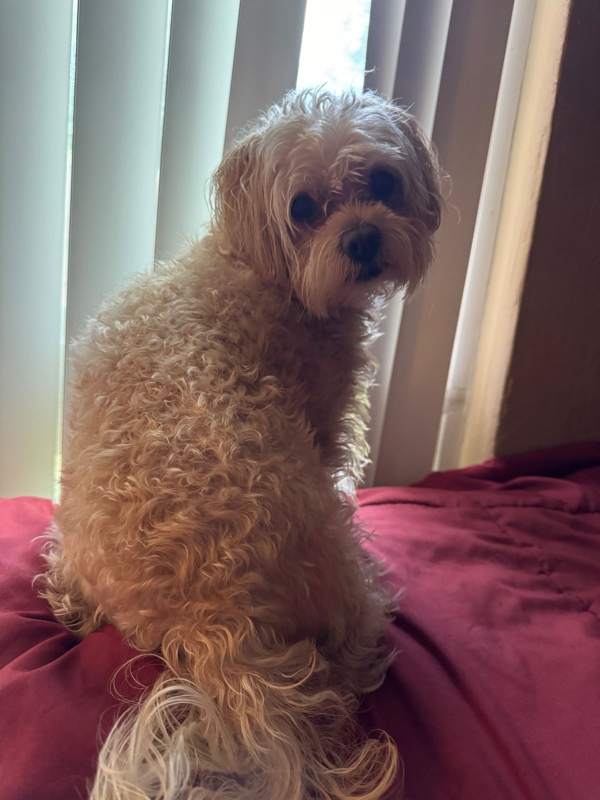 Lost Dog in Carmichael — listing photo