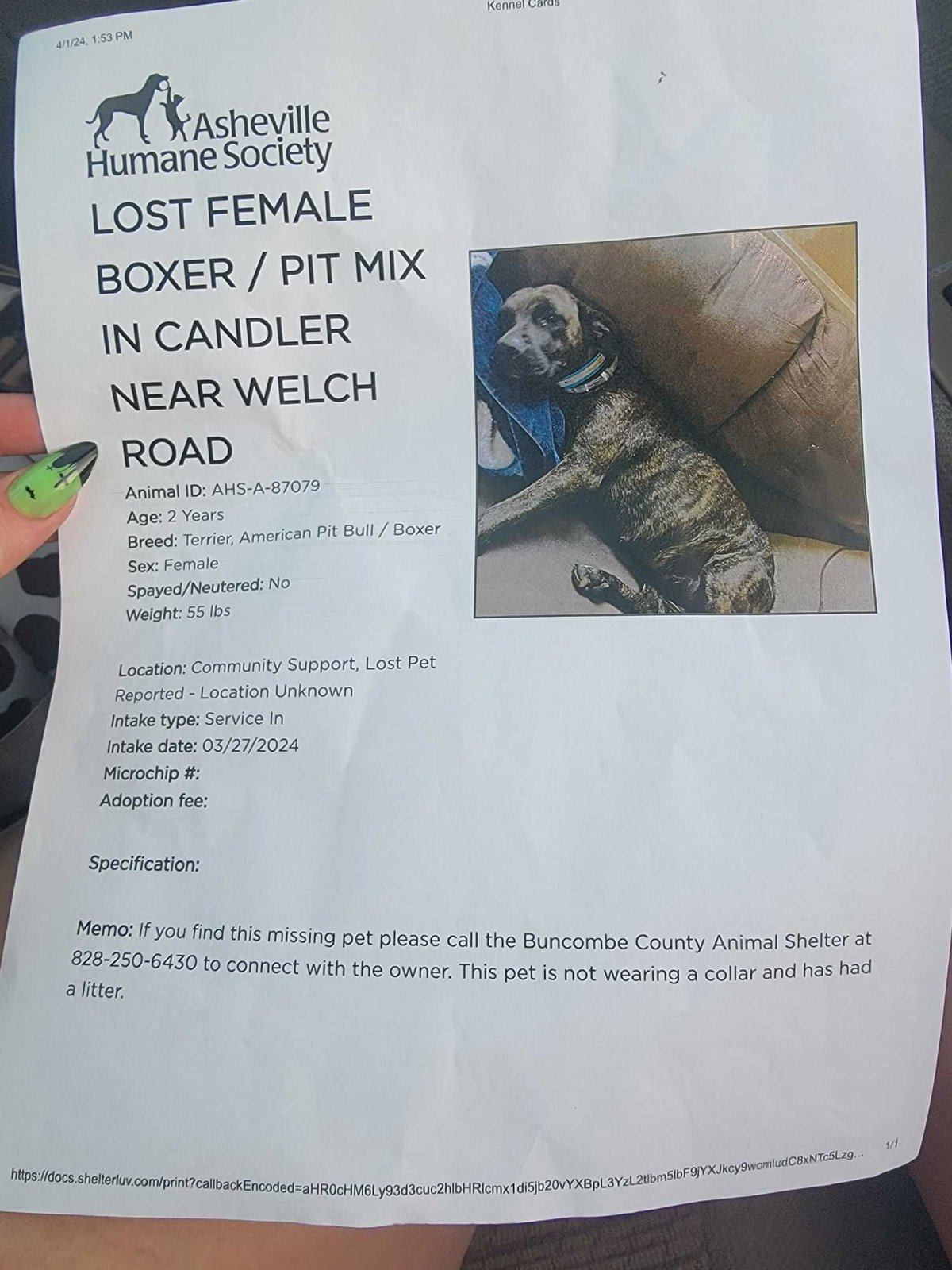 Lost Dog in Candler — listing photo