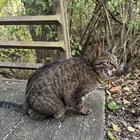 Found Dog in Indianapolis, Indiana — Update on tabby cat found near Eagle Creek