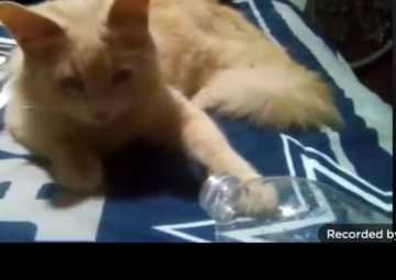Lost Cat in Longview, Texas — listing photo