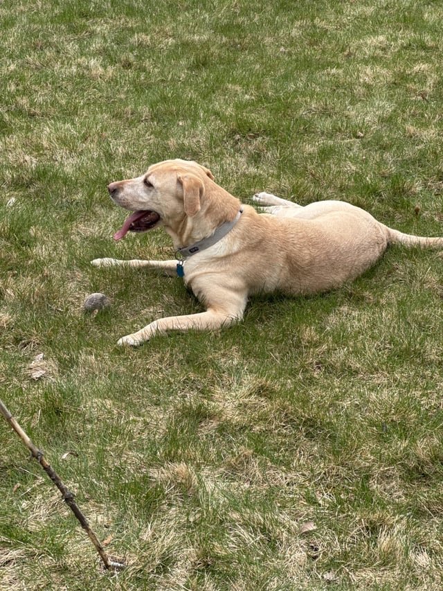 Lost Dog in Spokane, Washington — Anyone missing a super nice doggo named Lacey!