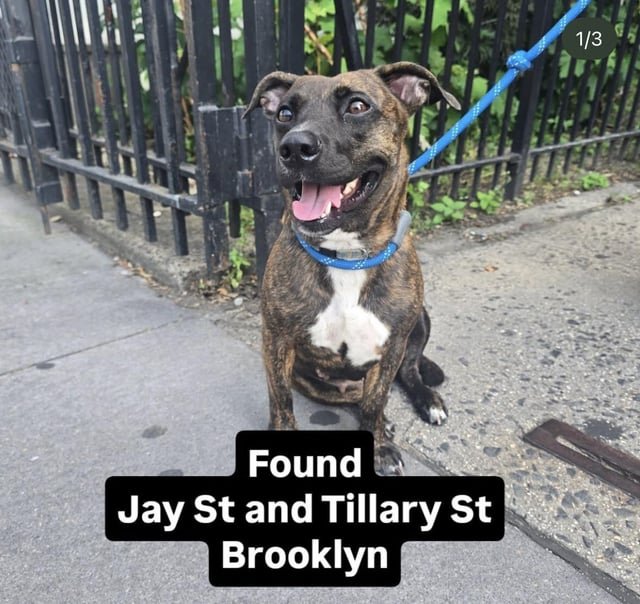 found dog in New York, New York