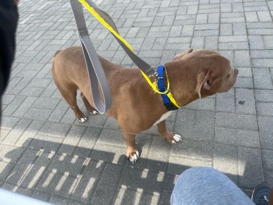 Lost Dog in Dallas, Texas — listing photo