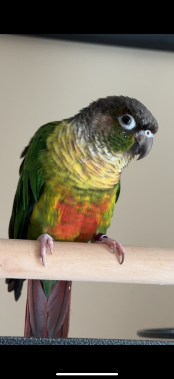 Lost Pet in Coram — listing photo