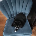 lost cat in Seattle, Washington