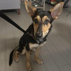 found dog in Dallas, Texas