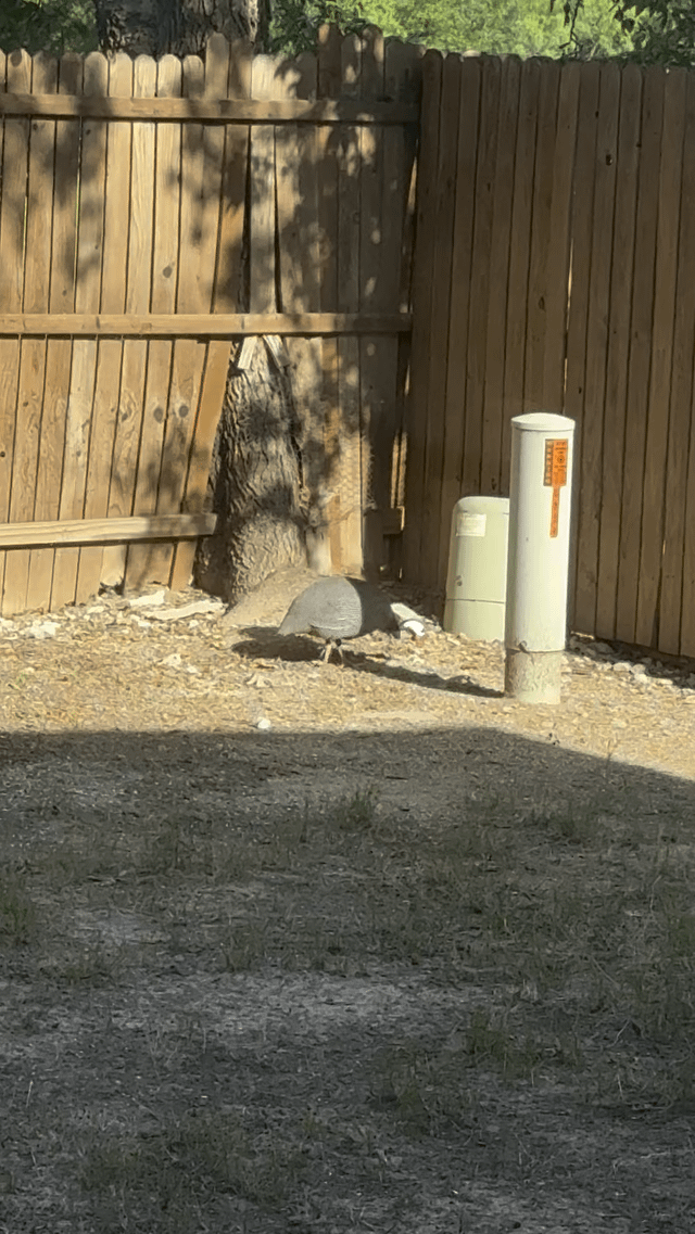 Lost Pet in K — Turkey