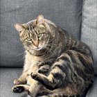 lost cat in Spokane, Washington