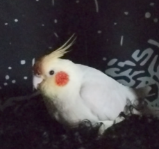 Lost Pet in Tucson, Arizona — listing photo