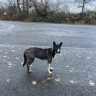 found dog in Bellingham, Washington