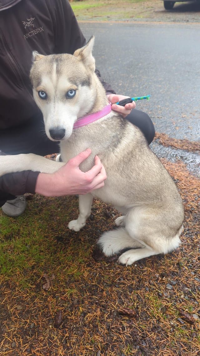 found dog in Seattle, Washington