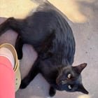 Found Cat in Phoenix, Arizona — Question about stray cat surrendered to AZ humane society