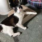Lost Cat in San Jose, California — listing photo