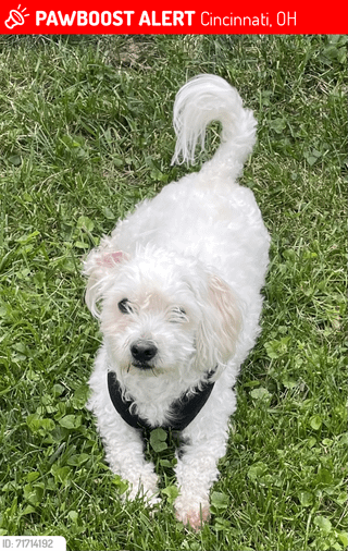 lost dog in Cincinnati, Ohio