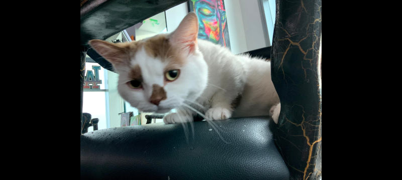 Lost Cat in Los Angeles, California — listing photo