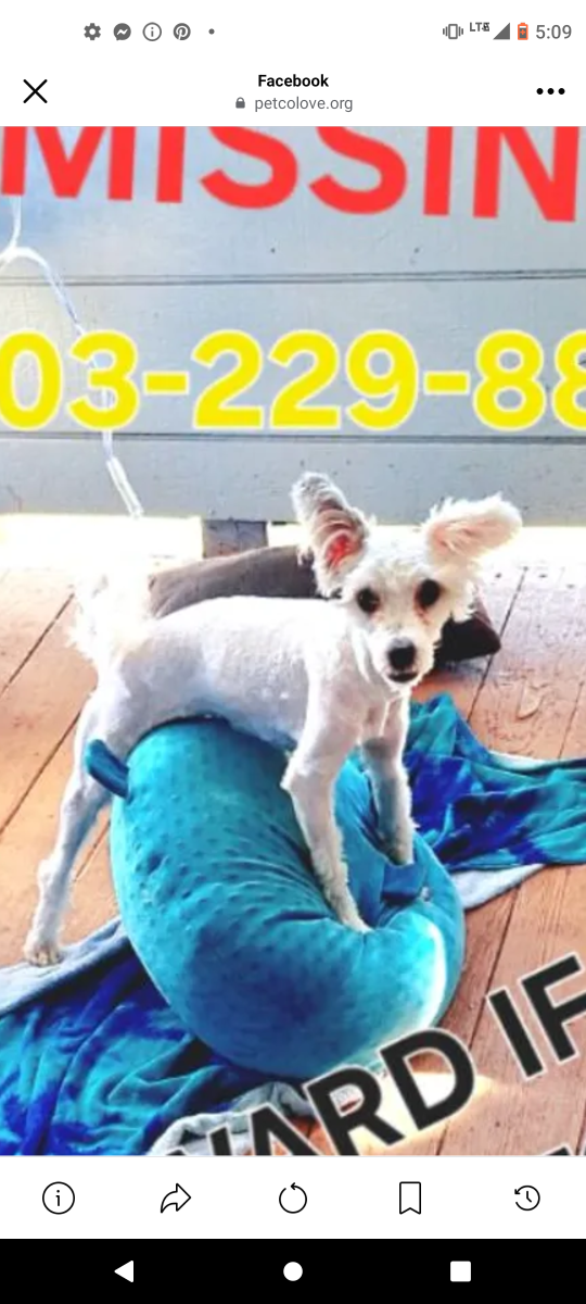 Lost Dog in Denver, Colorado — listing photo