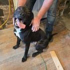 Lost Dog in K — listing photo