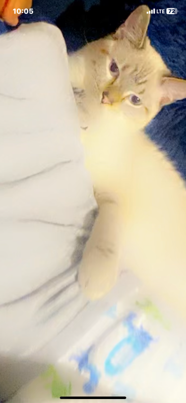 Lost Cat in Gainesville, Florida — listing photo