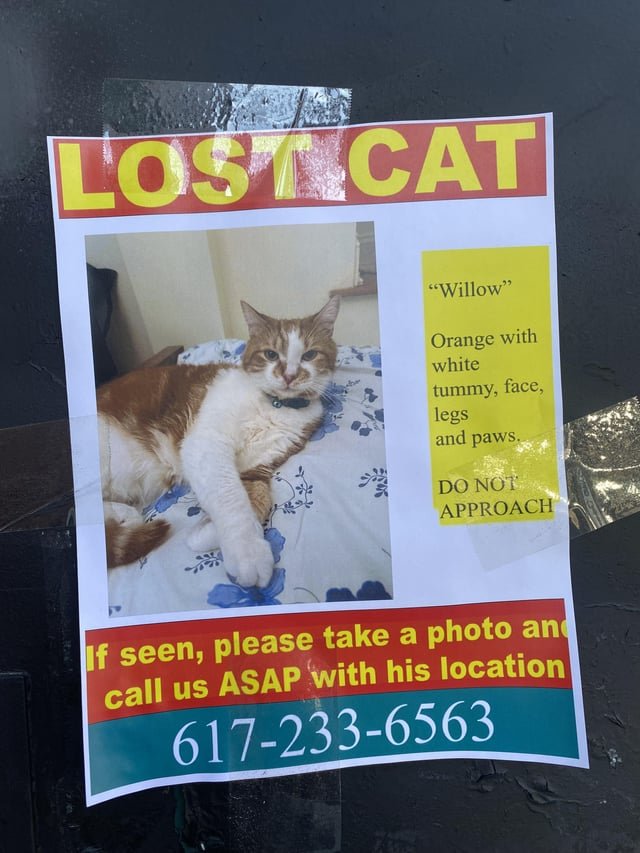 lost cat in Boston, Massachusetts