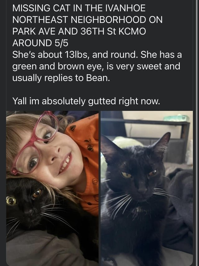 Lost Cat in Kansas City, Missouri — listing photo