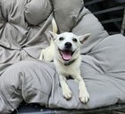 Lost Dog in Rescue — Do you recognize this dog?