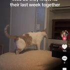 lost cat in San Jose, California