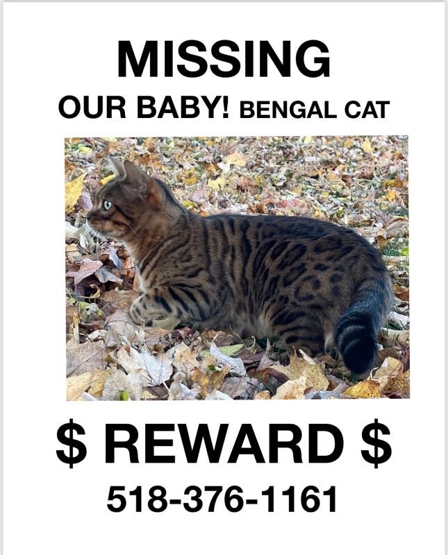 Lost Cat in Poestenkill — listing photo
