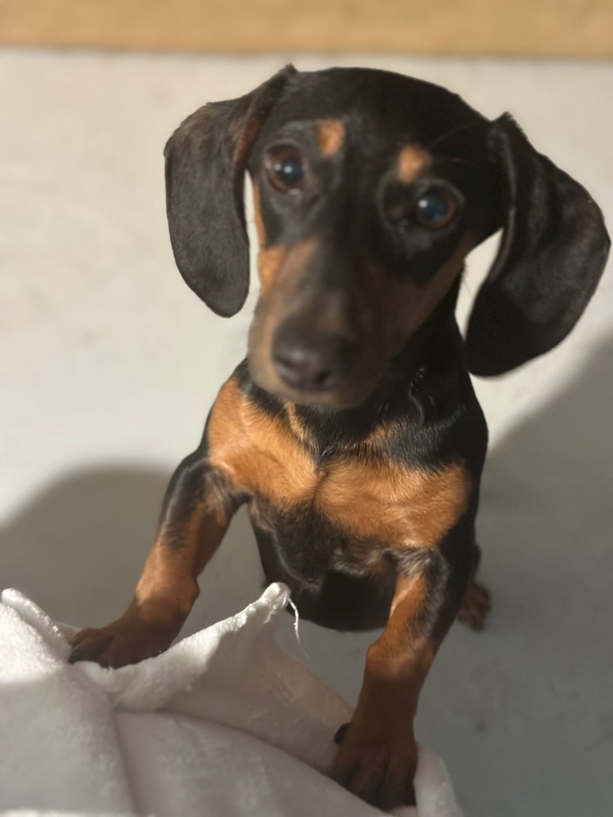 Lost Dog in Phoenix, Arizona — listing photo
