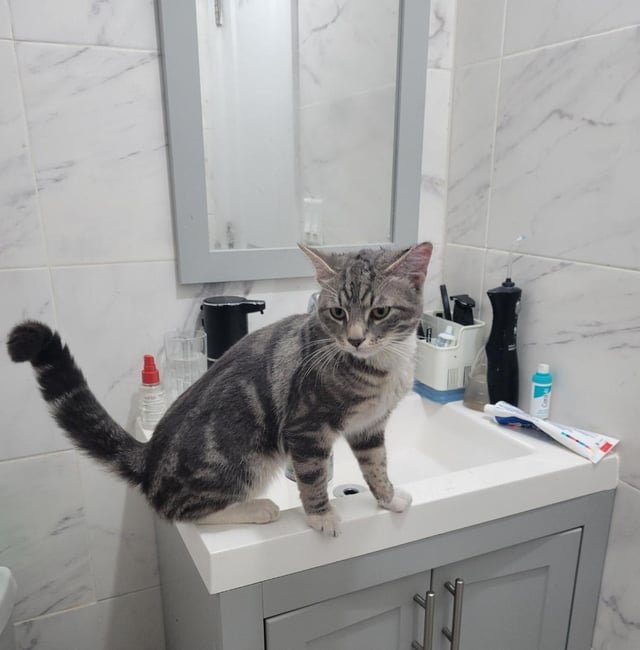 found cat in New York, New York