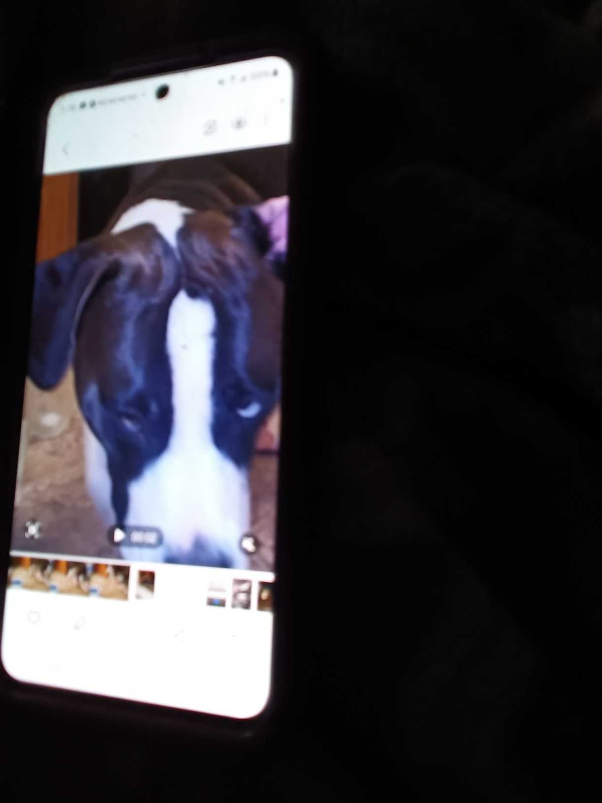 Lost Dog in Federal Way, Washington — listing photo