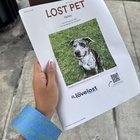 lost dog in Kansas City, Missouri