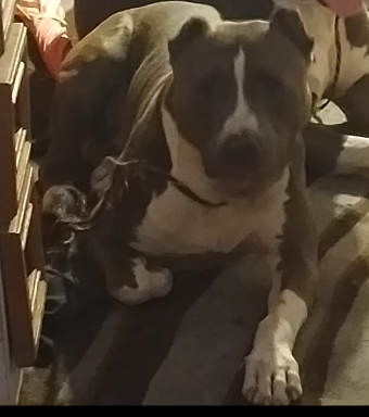 Lost Dog in Patterson — listing photo