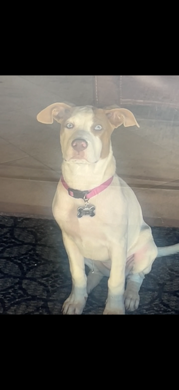 Lost Dog in Williams — listing photo