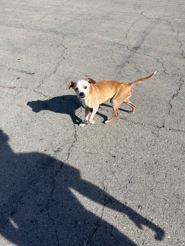 Lost Pet in Las Vegas, Nevada — listing photo