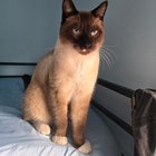 lost pet in San Jose, California
