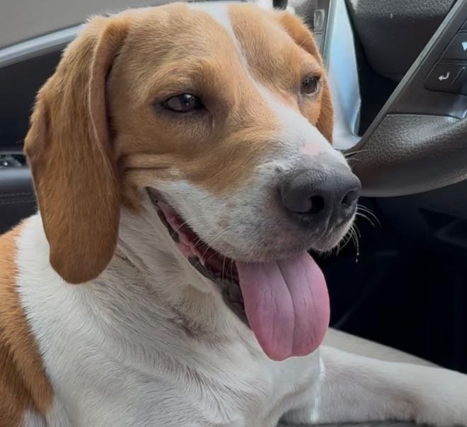 Found Dog in Baytown, Texas — listing photo