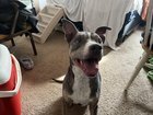 Found Dog in Albuquerque, New Mexico — listing photo