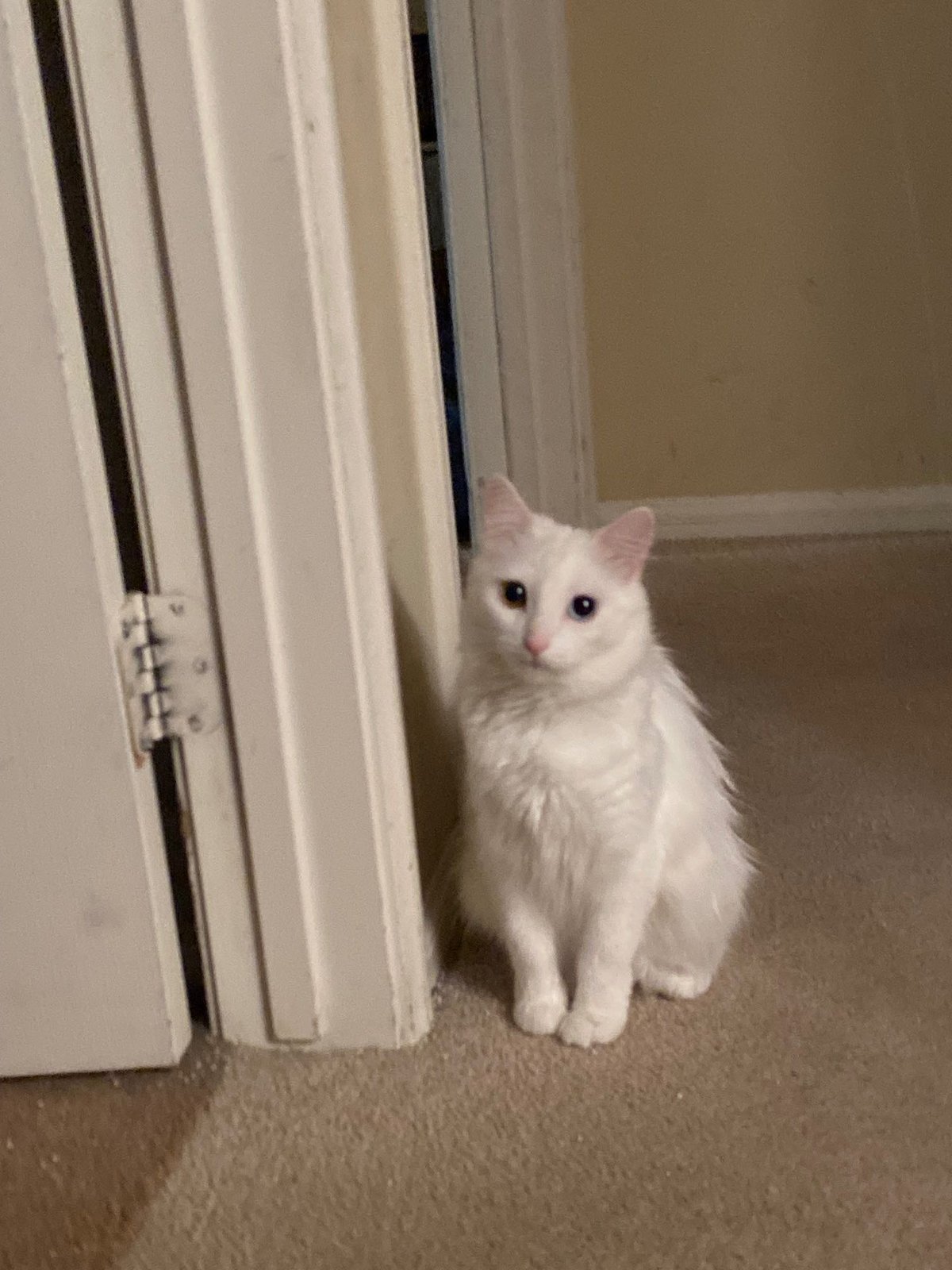 Lost Cat in Moreno Valley, California — listing photo
