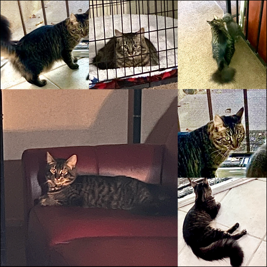Lost Cat in Clovis, New Mexico — listing photo