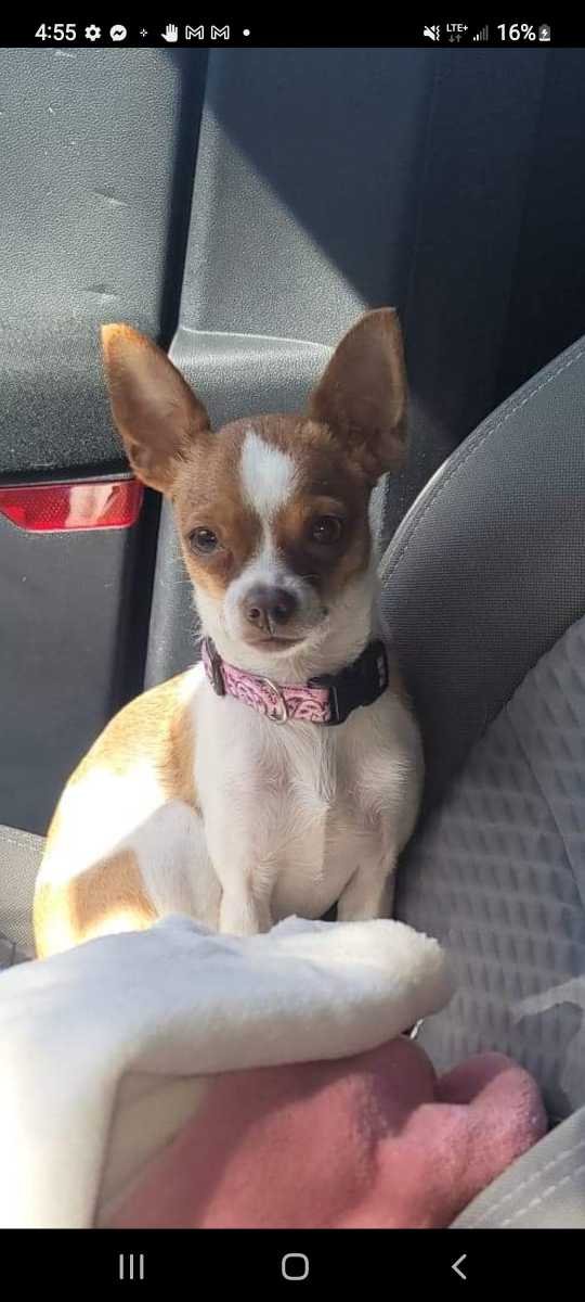 Lost Dog in Lacey, Washington — listing photo