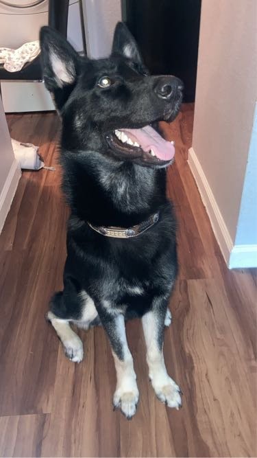 Lost Dog in Spring — listing photo