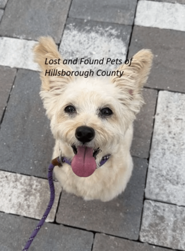 Lost Dog in K — listing photo