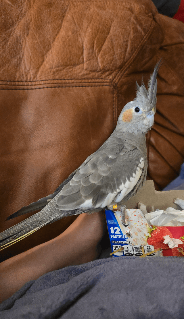 Found Cat in Georgetown, Texas — Who here owns cockatiels? (Or other parrots)