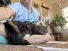 lost cat in Omaha, Nebraska