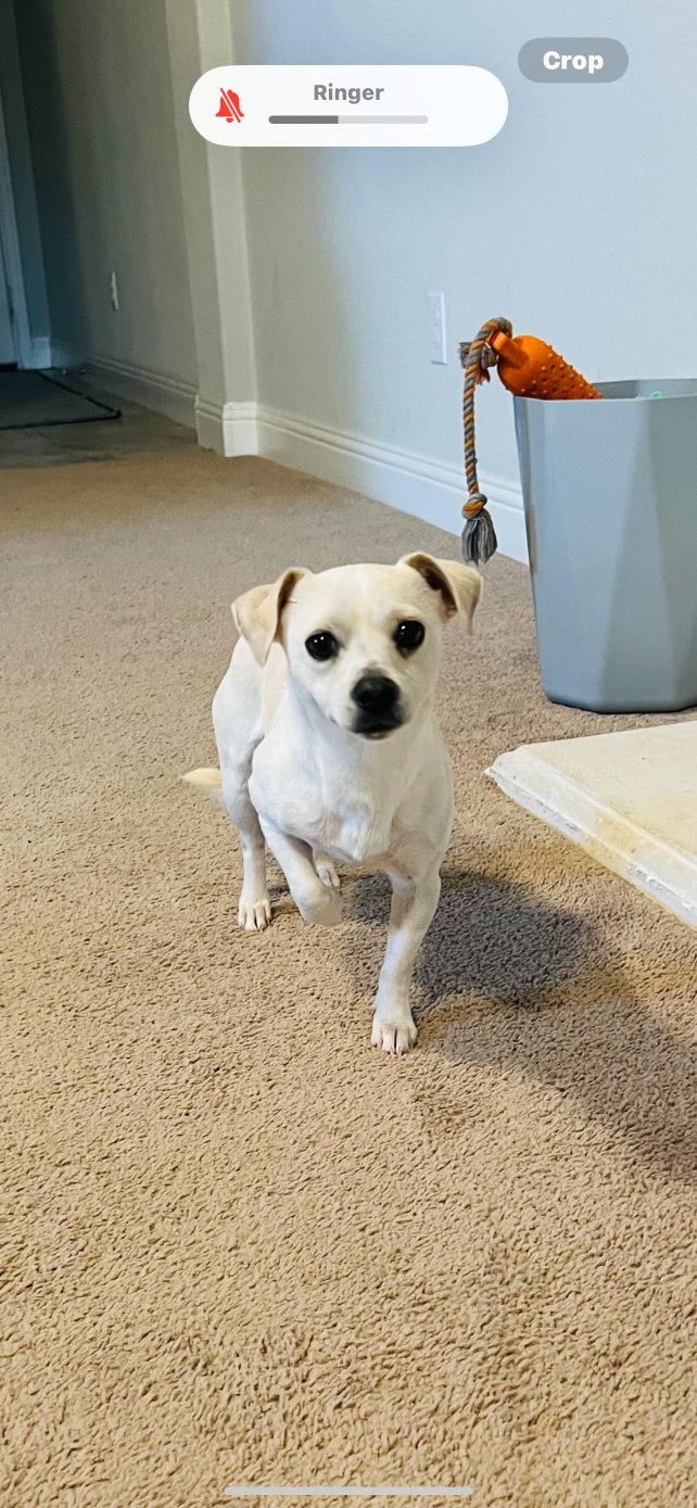 Found Dog in Forest Hill — listing photo