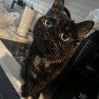 lost cat in Washington, District of Columbia