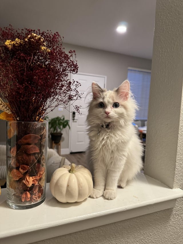 lost cat in San Jose, California
