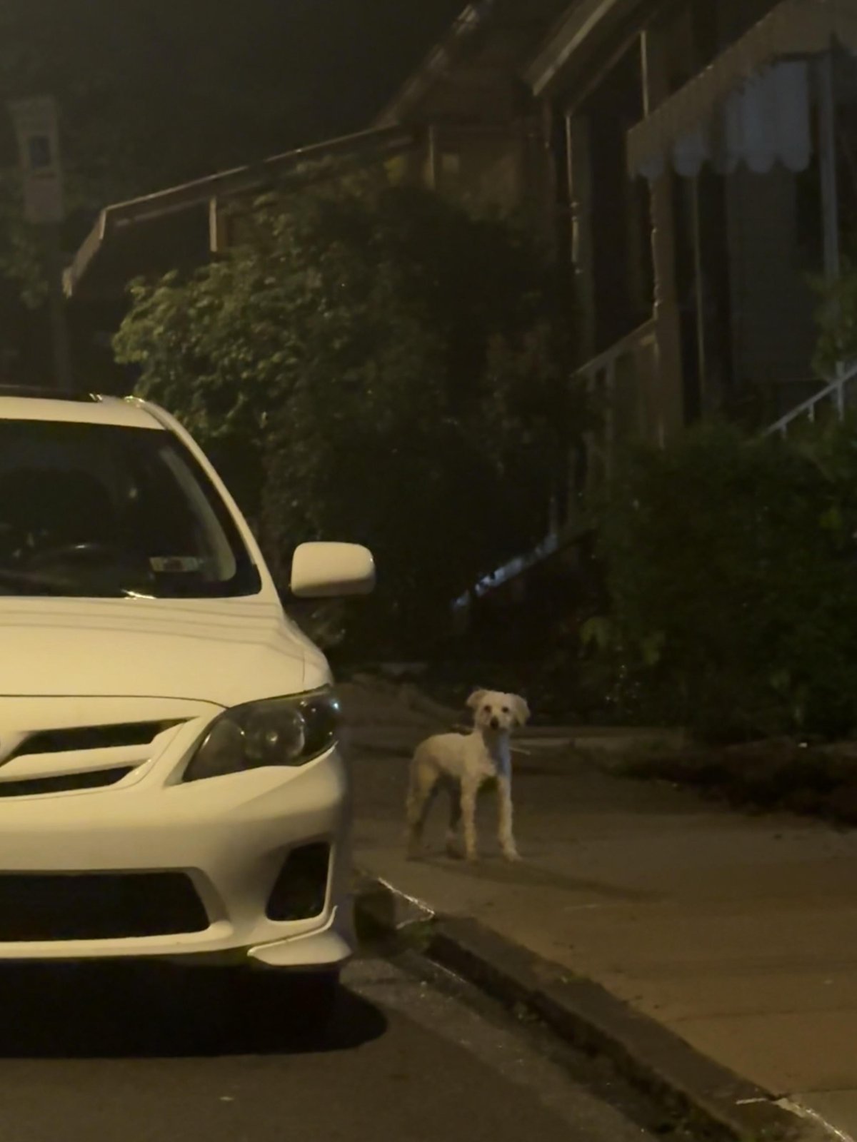 Found Dog in Pittsburgh, Pennsylvania — Small/mid whiteish curly haired dog spotted 3AM in Greenfield