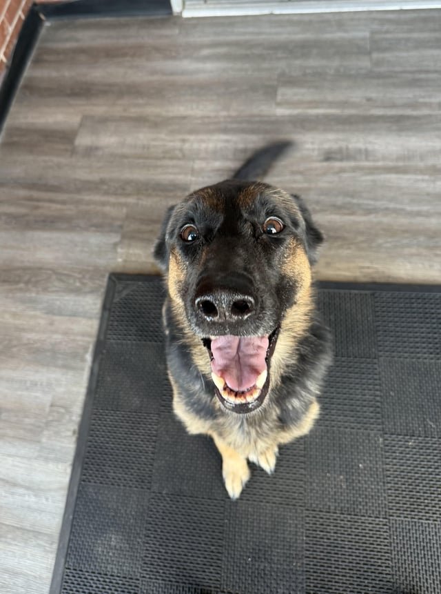 Lost Pet in Buffalo, New York — listing photo