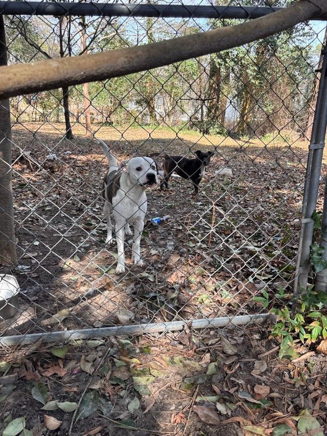Lost Pet in Raleigh, North Carolina — listing photo